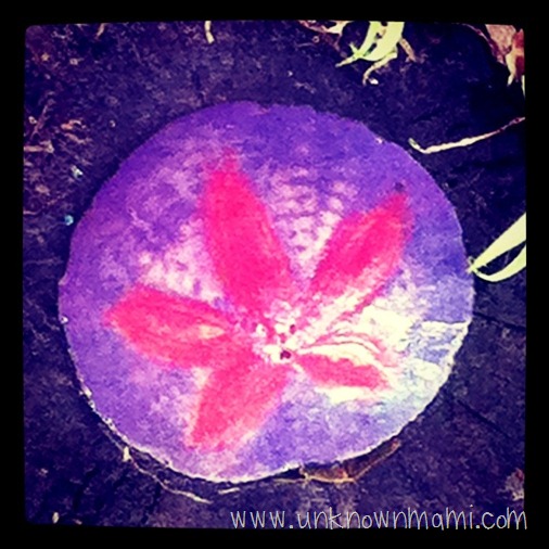 Sand Dollar