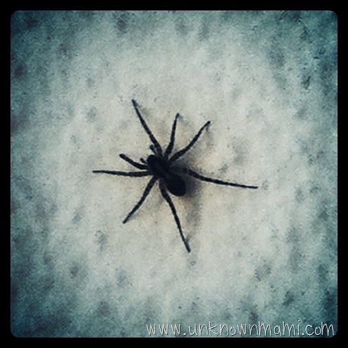 spider