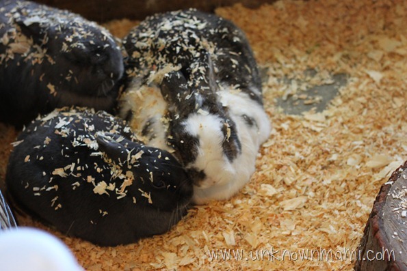 Rabbits Rabbits