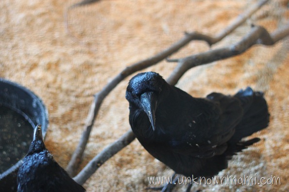 Black bird Black bird
