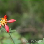 Columbine
