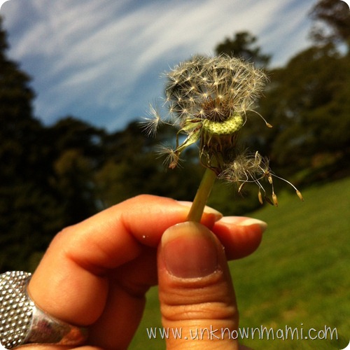 Dandelion-wishes