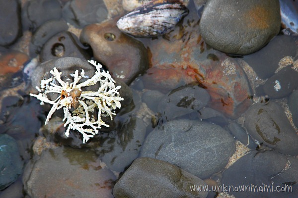 Fitzgerald-Marine-Reserve-Tide