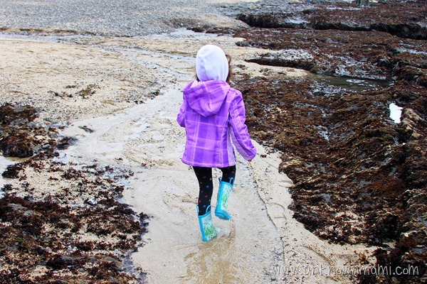 Fitzgerald-Marine-Reserve-Tides