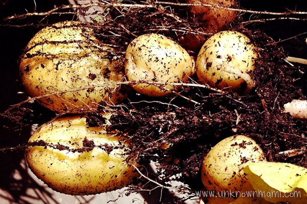 How to make oven-baked fries