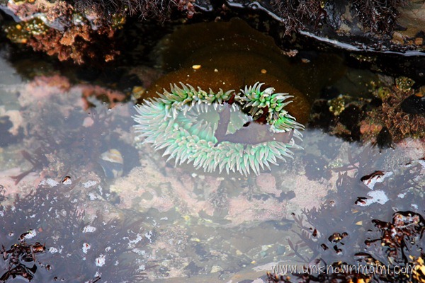 Sea anemone