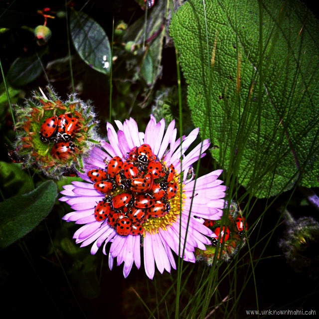 Amorous Lady Bugs