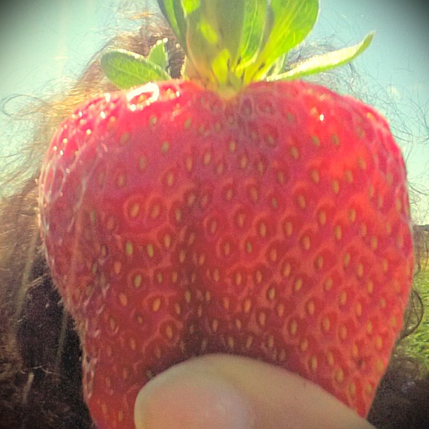 I’ve Got Strawberries on the Brain!